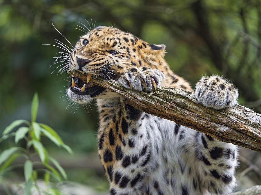 Leopard biting the branch Photograph by Picture by Tambako the Jaguar