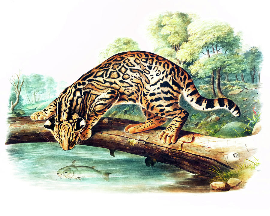 John James Audubon Drawing - Leopard-Cat by John Woodhouse Audubon