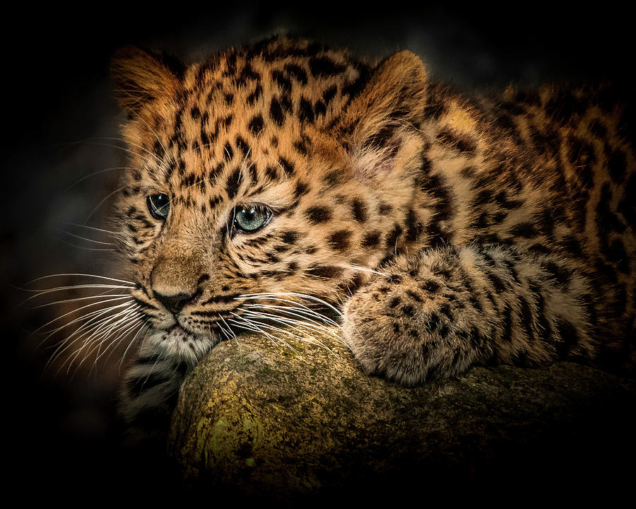 Leopard Cub Photograph by Chris Boulton