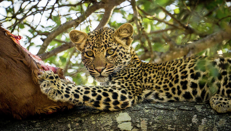 leopard-cub-eating-in-a-tree-photograph-by-max-richard