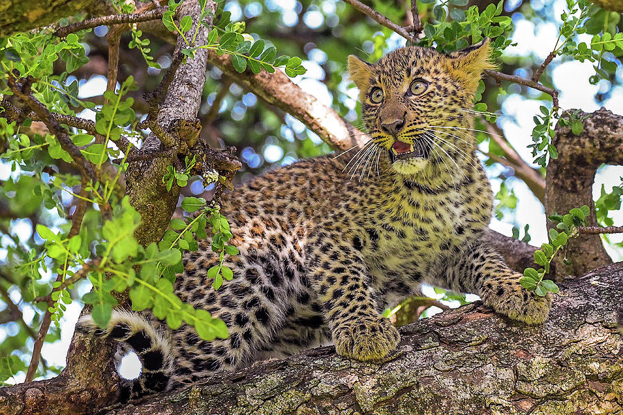 Leopard Cub Photograph By Eric Albright 