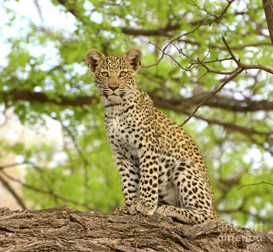 Leopard Cub Gaze Photograph by Tom Wurl