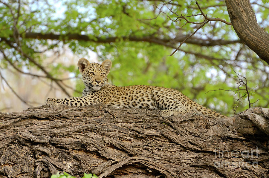 Leopard Cub Relaxing On A Large Limb Photograph by Tom Wurl