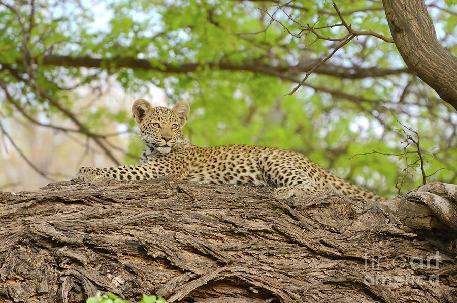 Leopard Cub Stretched Out On A Large Tree Limb, Botswana. Photograph by Tom Wurl