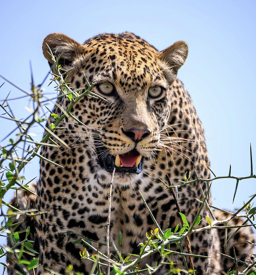 Leopard Photograph by David Hart