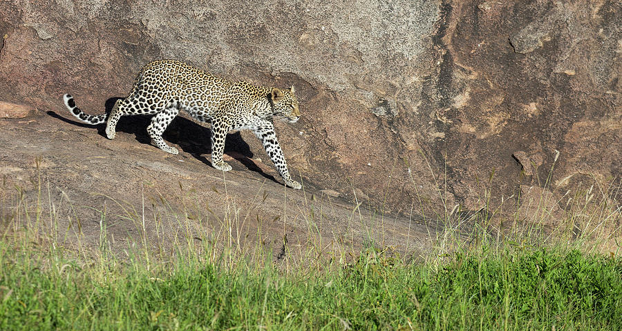 Leopard Descent Photograph by Max Waugh