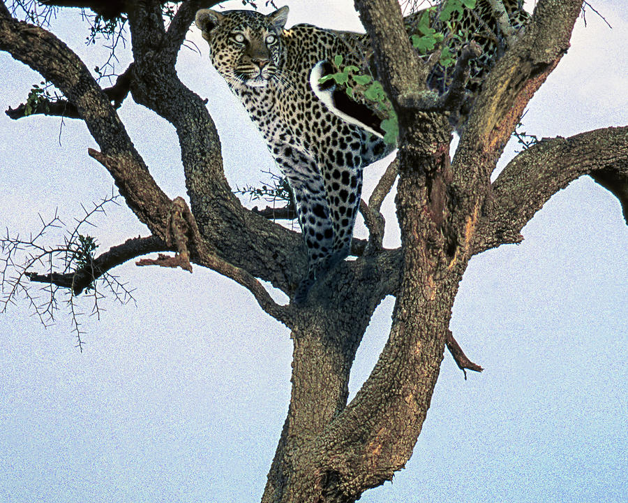 Leopard Photograph by Don Schimmel