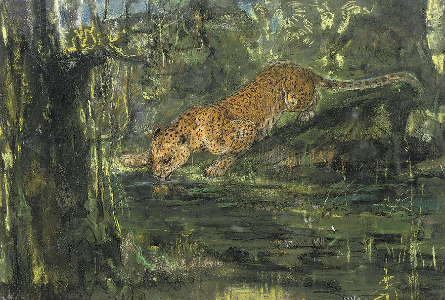 Leopard drinking from a stream in the jungle Drawing by John Macallan Swan