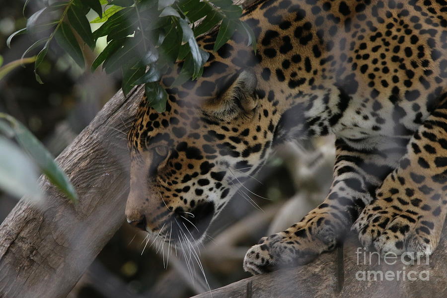 Leopard Photograph by Edward R Wisell
