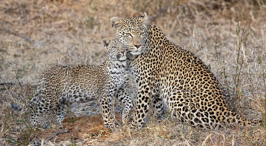 Leopard Family Photograph by Max and Jenn Waugh