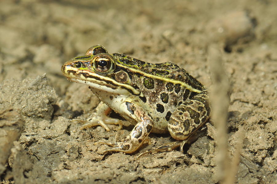 Leopard Frog Photograph by Dick Todd - Fine Art America