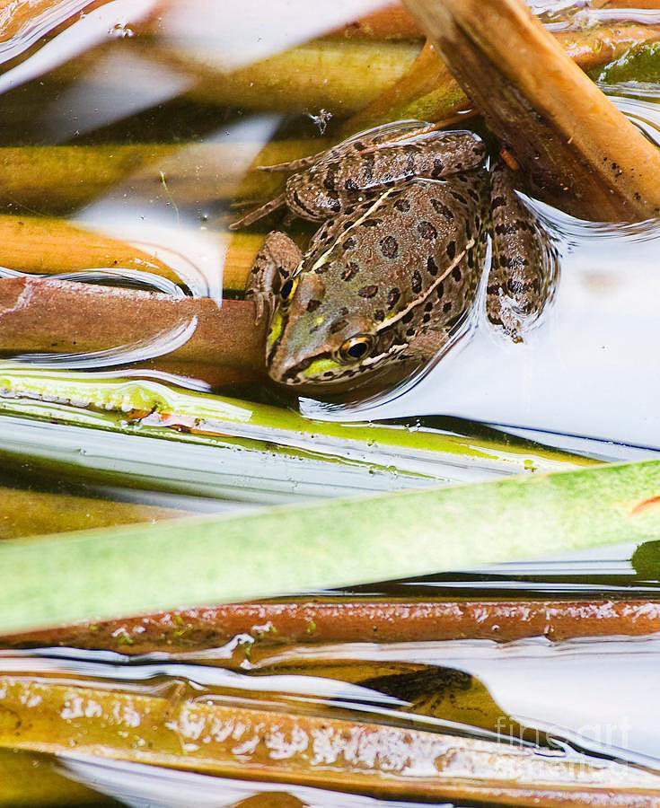 Leopard Frog In The Lake Photograph