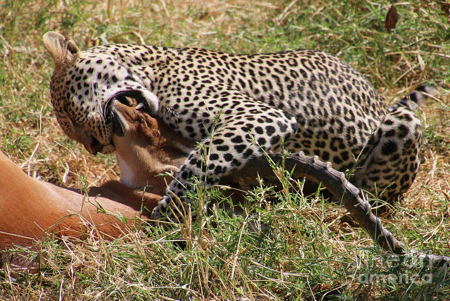 Leopard Hunts an Impala s1 Photograph by Gilad Flesch Pixels