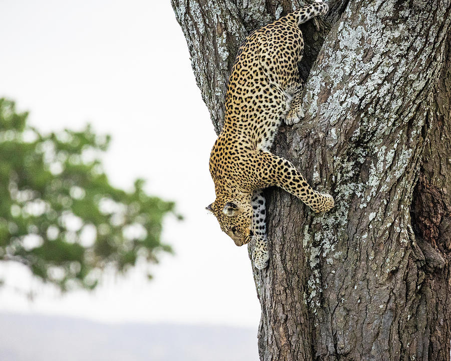 Leopard I Photograph by Chris Dutton