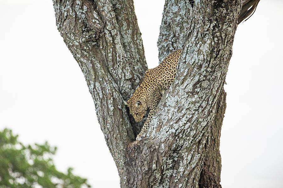 Leopard II Photograph by Chris Dutton