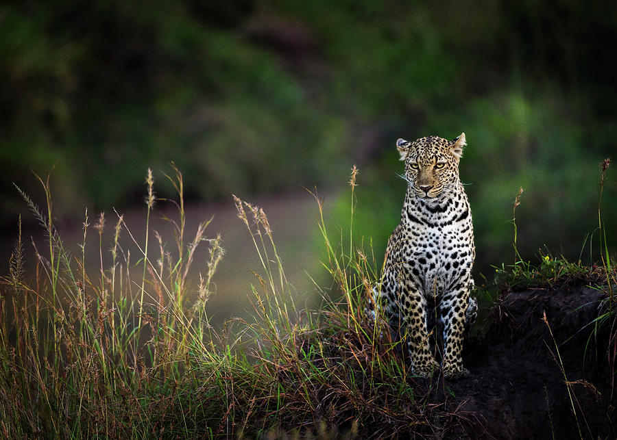 Leopard Illuminated Photograph