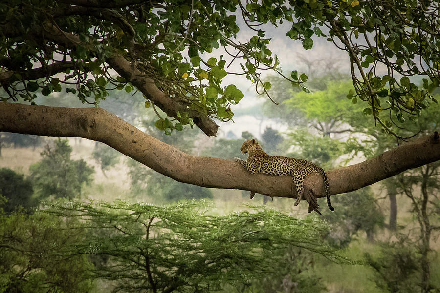 Leopard in a Tree Photograph by Janis Knight