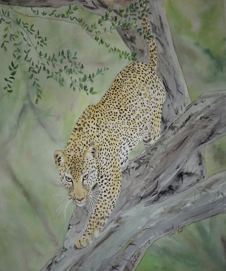 Leopard in a Tree Painting by Laurel Best