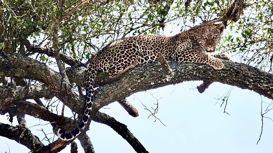 Leopard in Acacia Tree in Serengeti Photograph by Ronald Dickey - Fine ...