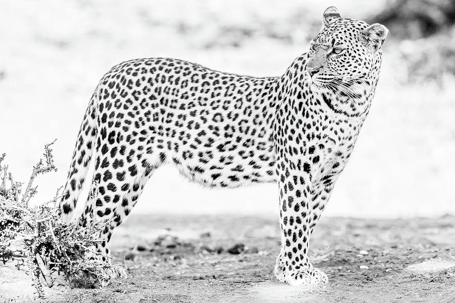 Leopard in Botswana High Key Photograph by MaryJane Sesto