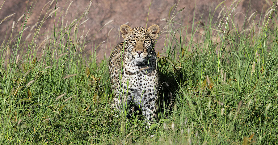 Leopard in the Grass Photograph by Max Waugh