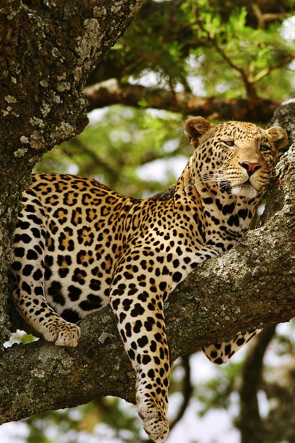 Leopard in Tree, on Safari  Photograph by Bonnie Colgan