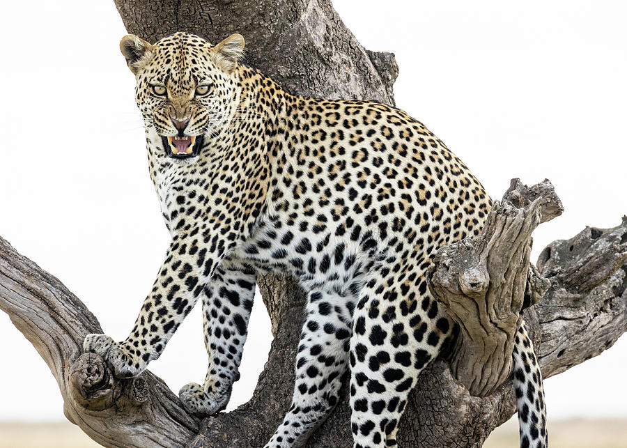 Leopard IX Photograph by Chris Dutton