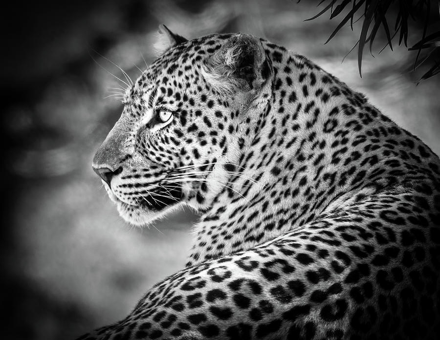 Leopard Photograph by James Capo