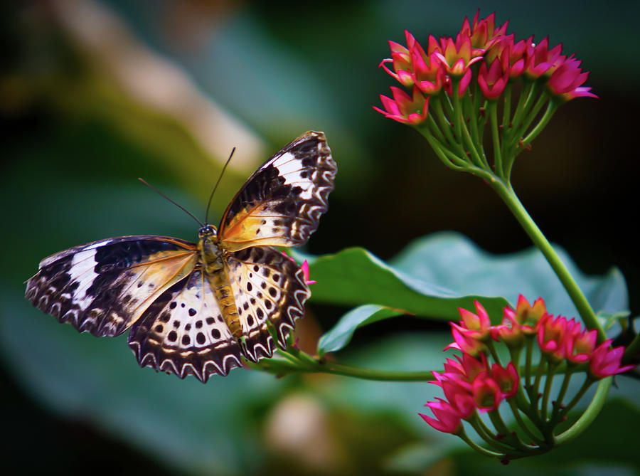 Leopard Lacewing Butterfly Photograph by Mark Chandler - Pixels