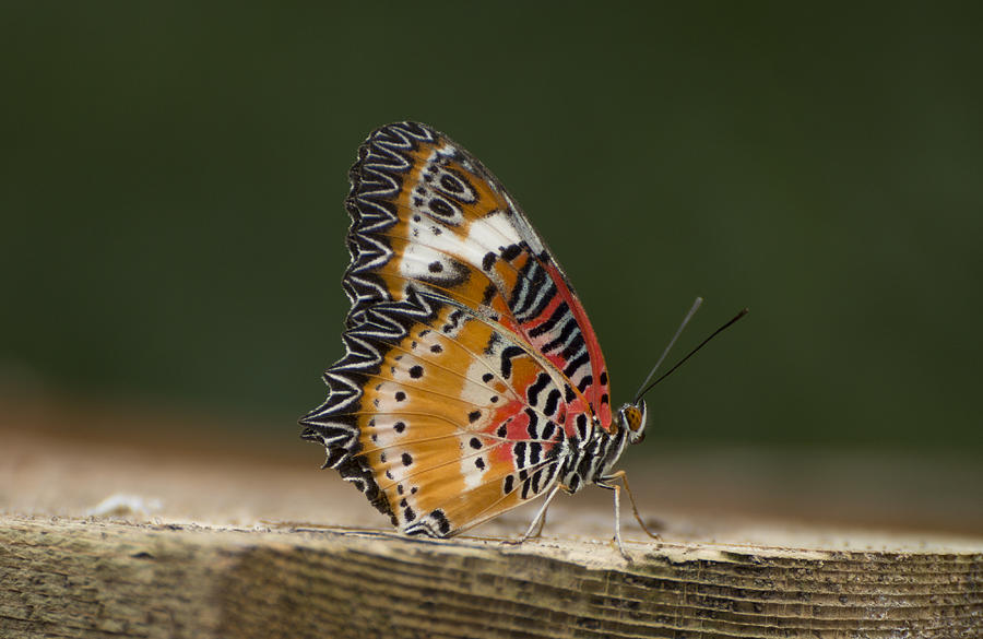 Leopard lacewing butterfly Photograph by Pietro Ebner