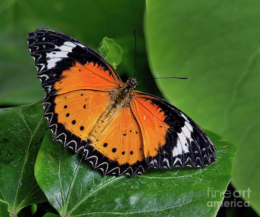 Leopard Lacewing Photograph by Jon Burch Photography