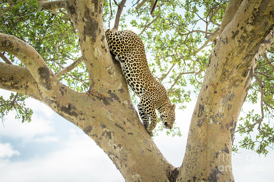 Leopard Leaving Tree 1 Photograph by Timothy Hacker
