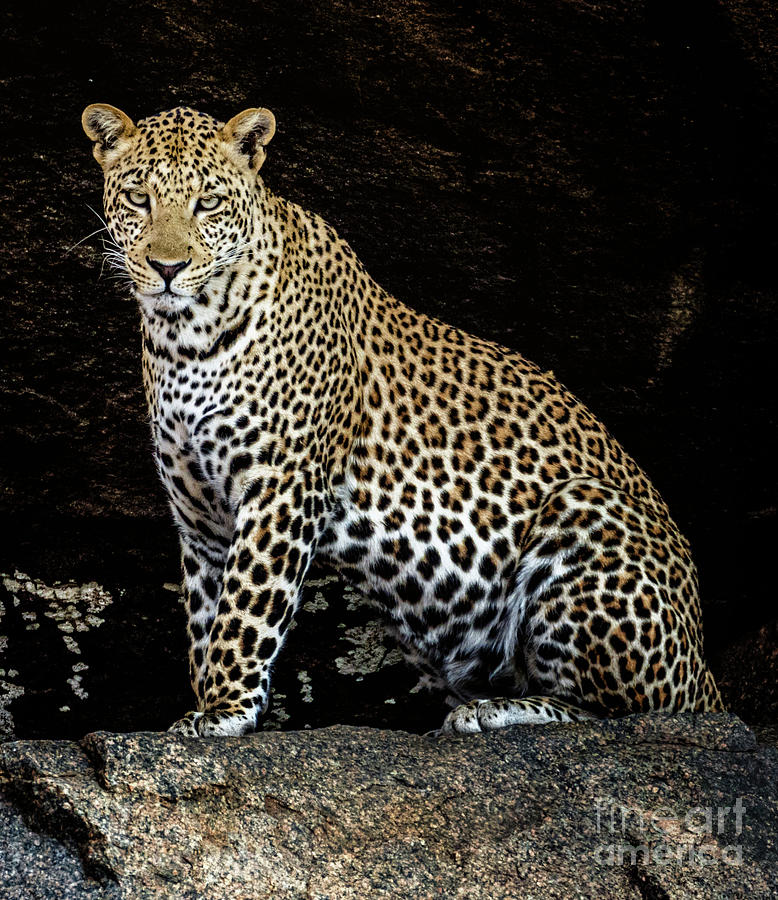 Leopard Photograph by Lev Kaytsner