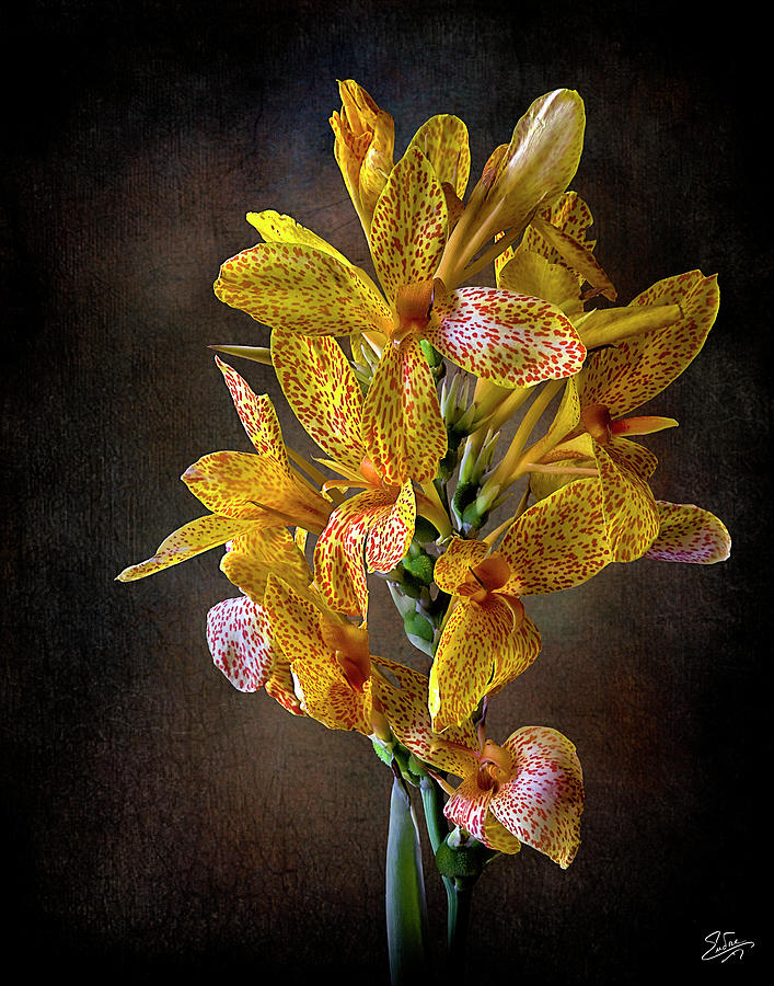 Leopard Lilies Photograph by Endre Balogh