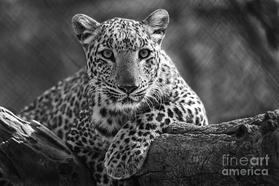 Leopard lokking down Digital Art by Pravine Chester