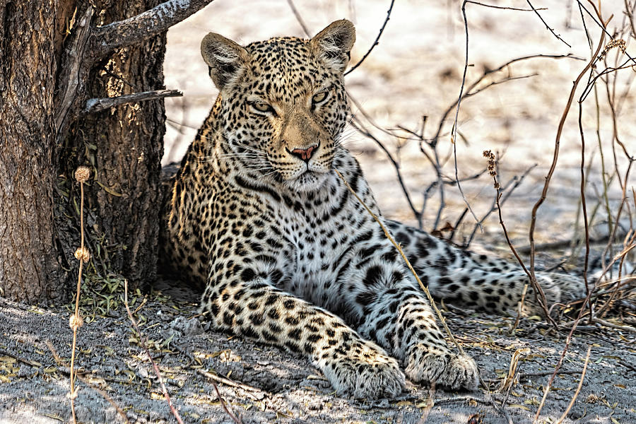 Leopard Looking at You Photograph by Betty Eich