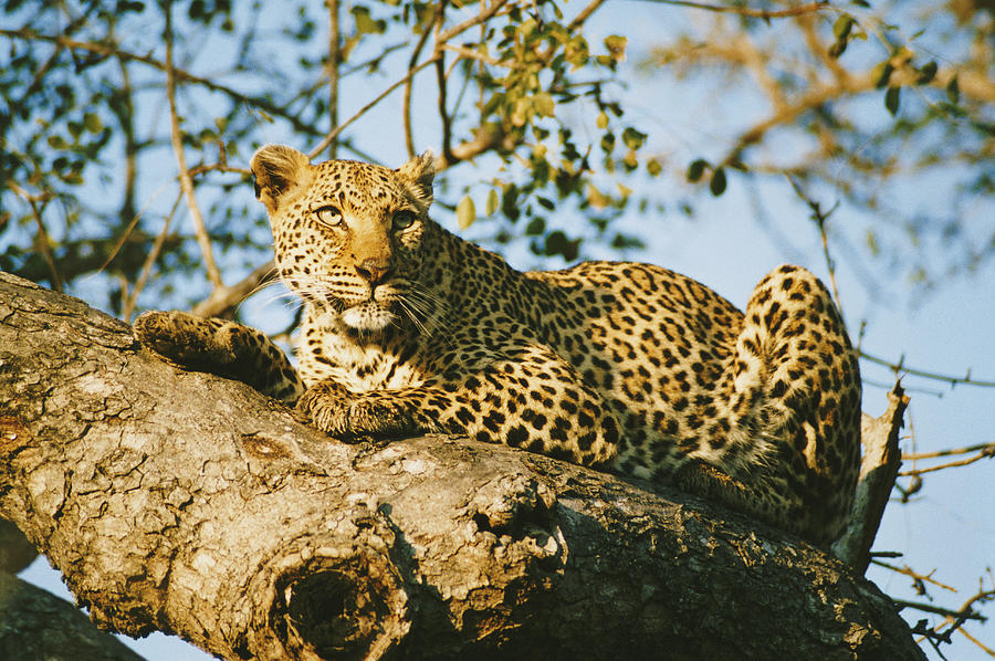 Leopard Lying on a Branch Photograph by VL Varia