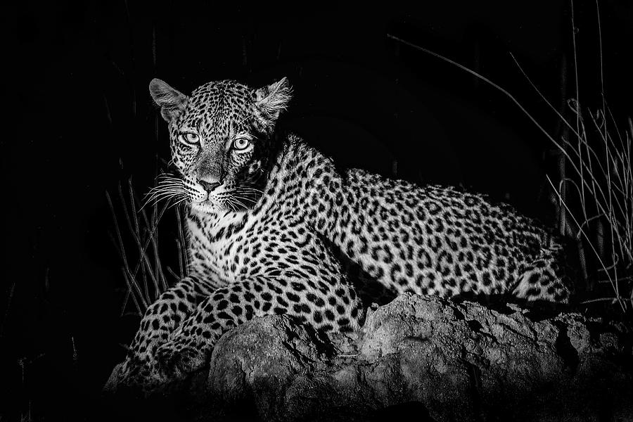 Leopard Lying On Brown Rock Digital Art