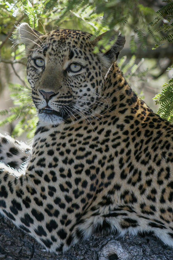 Leopard Mom Sabi Sands Photograph by MaryJane Sesto