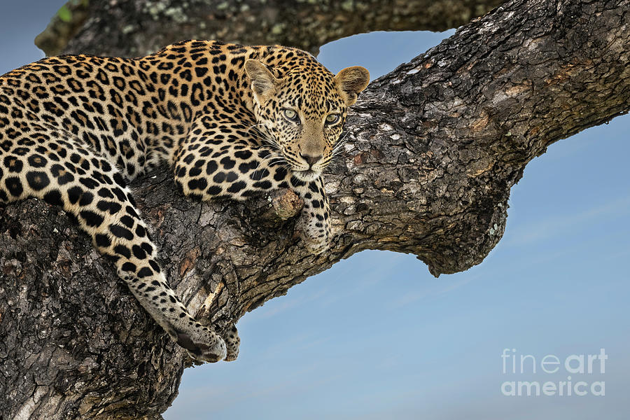 Leopard Moments-South Africa Photograph by Sandra Bronstein