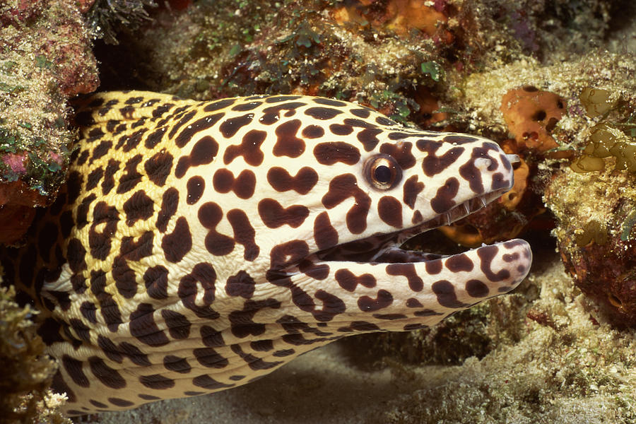 Leopard moray eel Photograph by Comstock Images