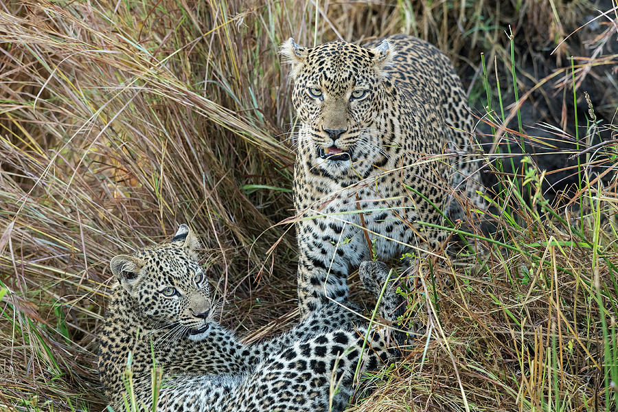 Leopard mother and cub Photograph by Hira Punjabi - Fine Art America