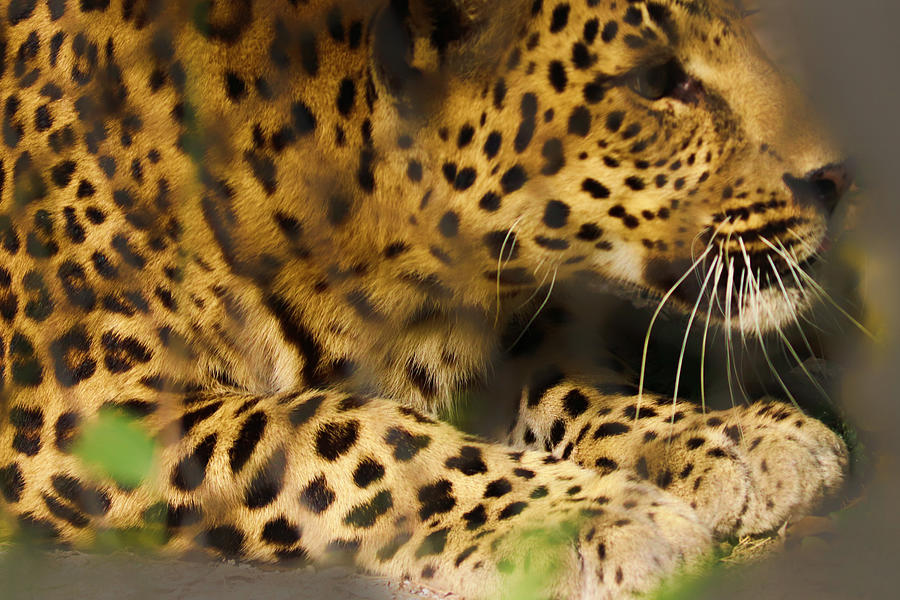 Leopard Photograph