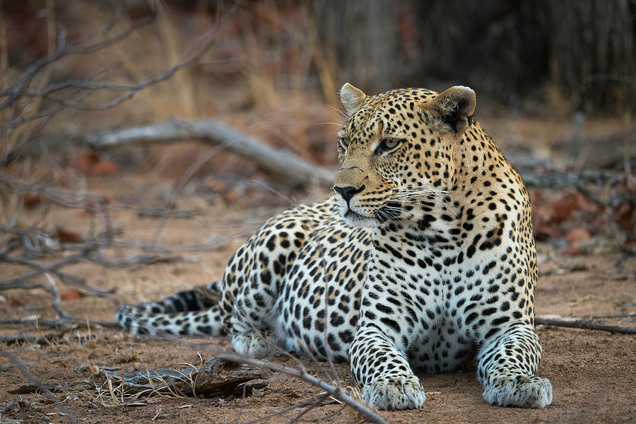 Leopard of South Africa Photograph by Bill Cubitt