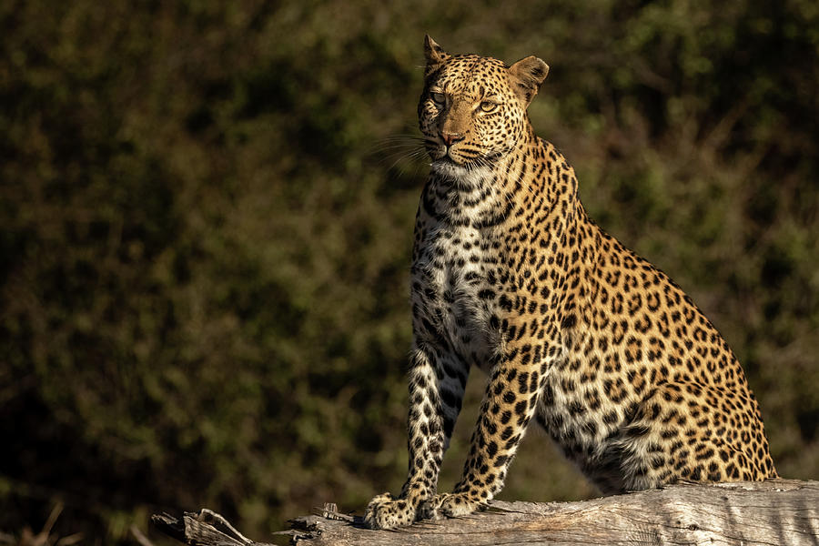 Leopard on a Fallen Branch Photograph by MaryJane Sesto