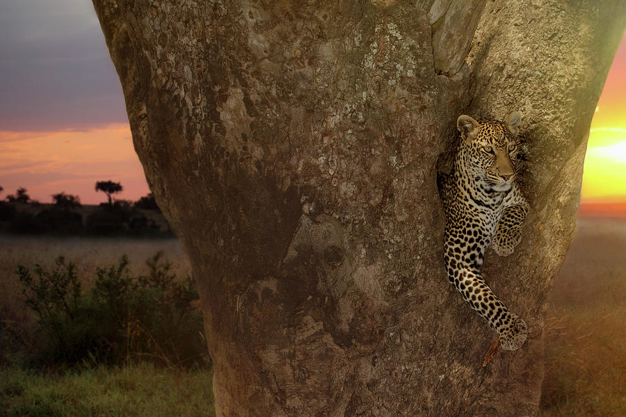 Leopard on a tree at sunset Photograph by Ozkan Ozmen - Fine Art America