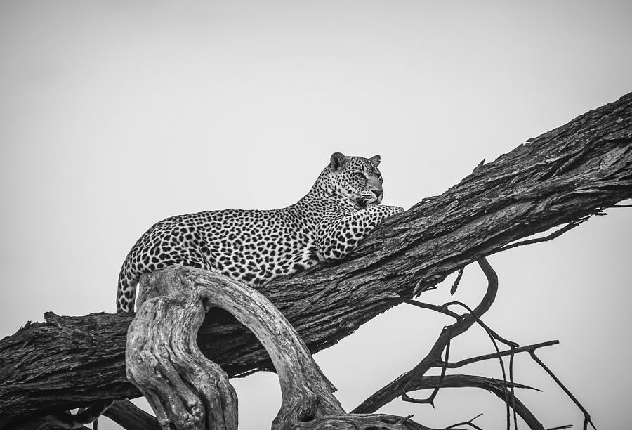 Leopard On Brown Tree Branch_0001 Digital Art