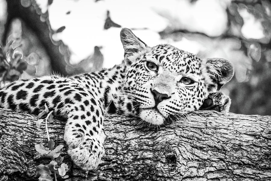 Leopard On Brown Tree Branch_0002 Digital Art