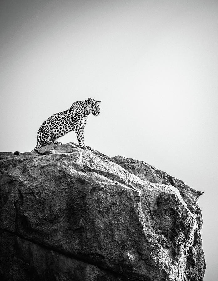 Leopard On Mountain Digital Art