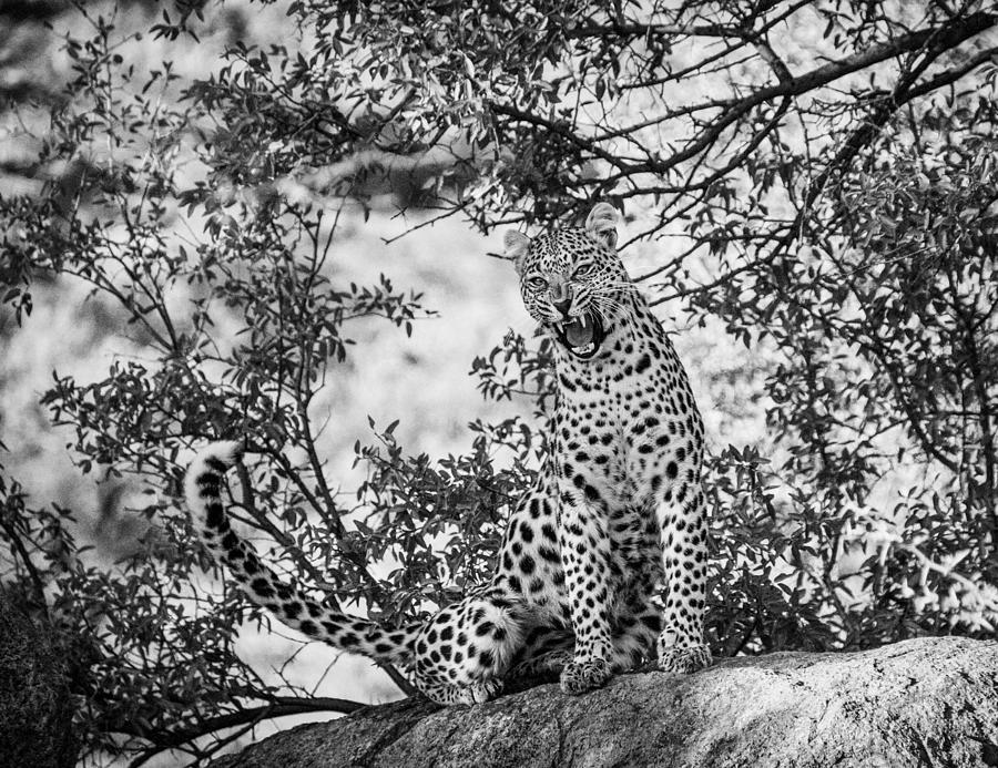 Leopard On Siting Tree Branch Digital Art